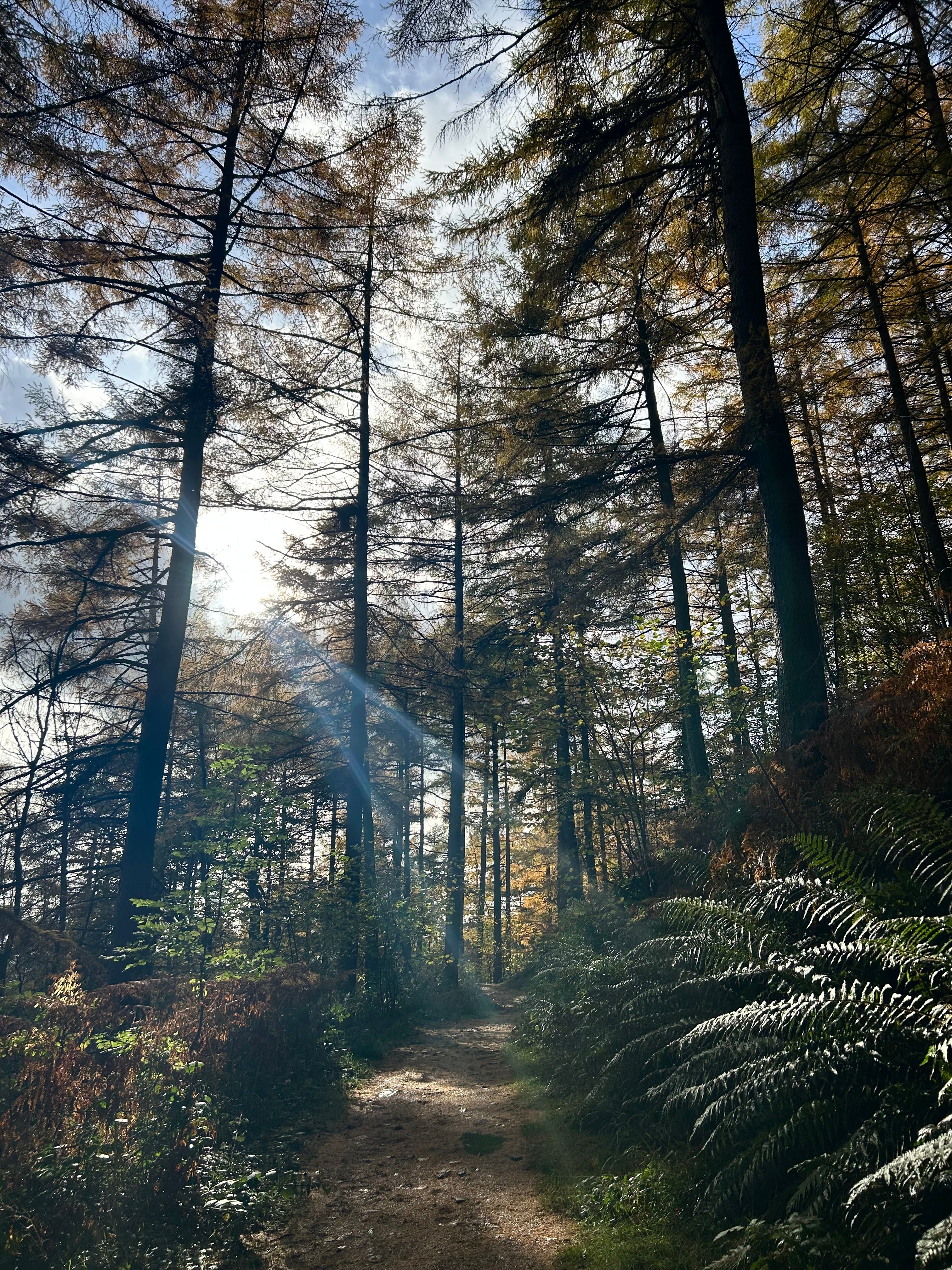Peak district woodland with sun coming through trees